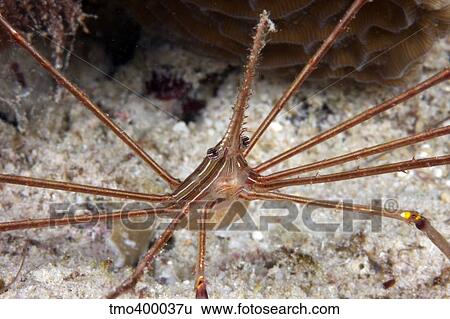 Arrow Crab carries her eggs underneath its abdomen. View Large Photo Image Stock Photograph - Arrow Crab carries her eggs underneath its abdomen.. Fotosearch
