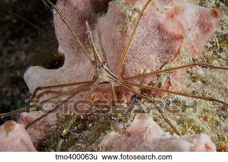 Arrow Crab carries her eggs underneath its abdomen. View Large Photo Image Stock Photograph - Arrow Crab carries her eggs underneath its abdomen.. Fotosearch