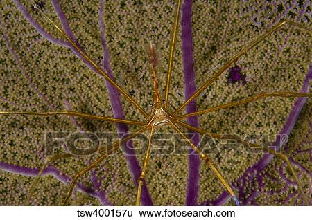 Stock Photograph - Arrow crab on a sea fan, Belize.. Fotosearch