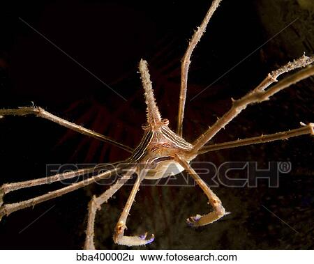 Arrow Crab, West Palm Beach, Florida. View Large Photo Image Stock Photograph - Arrow Crab, West Palm Beach, Florida.. Fotosearch