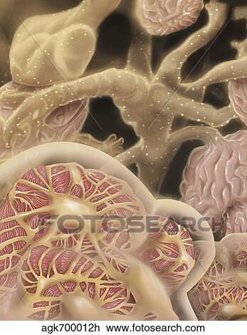 Artist depcition of glomerulus capillaries. View Large Illustration Drawing - Artist depcition of glomerulus capillaries.. Fotosearch