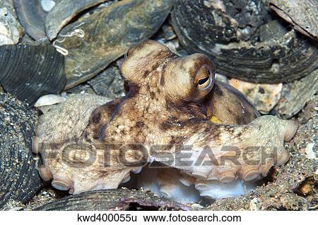 Stock Photograph - Atlantic Octopus in shell debris on ocean floor, North Carolina.. Fotosearch