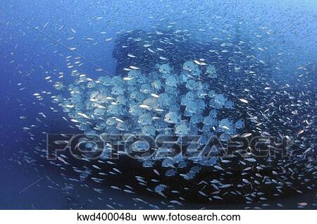 Atlantic Spadefish and baitfish school against the wreck of USCG Cutter Spar. View Large Photo Image Stock Photograph - Atlantic Spadefish and baitfish school against the wreck of USCG Cutter Spar.. Fotosearch