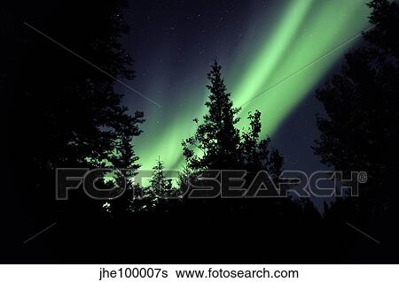 Stock Photograph - Aurora borealis above the trees, Northwest Territories, Canada.. Fotosearch