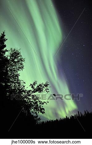 Stock Photograph - Aurora borealis above the trees, Northwest Territories, Canada.. Fotosearch