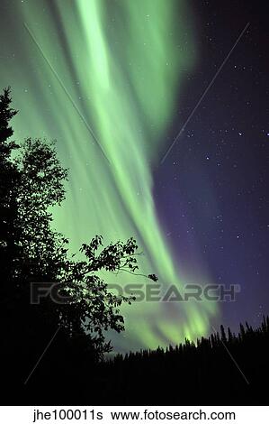 Stock Photograph - Aurora borealis above the trees, Northwest Territories, Canada.. Fotosearch