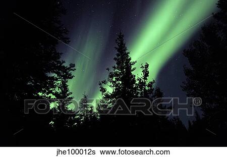 Aurora borealis above the trees, Northwest Territories, Canada. View Large Photo Image Stock Photograph - Aurora borealis above the trees, Northwest Territories, Canada.. Fotosearch