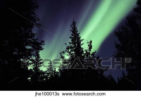 Stock Photograph - Aurora borealis above the trees, Northwest Territories, Canada.. Fotosearch