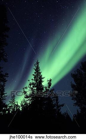 Aurora borealis above the trees, Northwest Territories, Canada. View Large Photo Image Stock Photograph - Aurora borealis above the trees, Northwest Territories, Canada.. Fotosearch