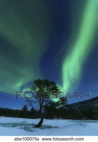 Aurora Borealis, Forramarka, Troms, Norway. View Large Photo Image Stock Photograph - Aurora Borealis, Forramarka, Troms, Norway.. Fotosearch