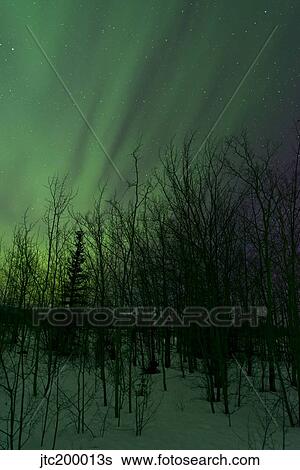 Aurora borealis over trees, Yukon, Canada. View Large Photo Image Stock Photograph - Aurora borealis over trees, Yukon, Canada.. Fotosearch