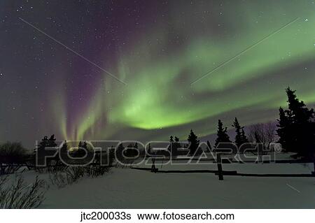 Aurora borealis over trees, Yukon, Canada. View Large Photo Image Stock Photograph - Aurora borealis over trees, Yukon, Canada.. Fotosearch