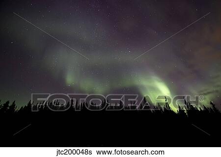 Stock Photograph - Aurora borealis over trees, Yukon, Canada.. Fotosearch