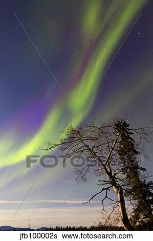 Aurora borealis with moonlight and trees, Whitehorse, Canada. View Large Photo Image Stock Photograph - Aurora borealis with moonlight and trees, Whitehorse, Canada.. Fotosearch