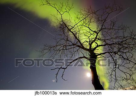 Aurora borealis with tree and Pleiades, Yukon, Canada. View Large Photo Image Stock Photograph - Aurora borealis with tree and Pleiades, Yukon, Canada.. Fotosearch