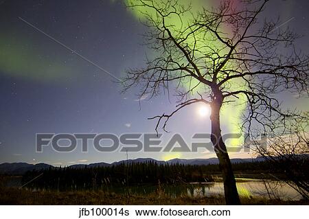 Aurora borealis with tree and Pleiades, Yukon, Canada. View Large Photo Image Stock Photograph - Aurora borealis with tree and Pleiades, Yukon, Canada.. Fotosearch