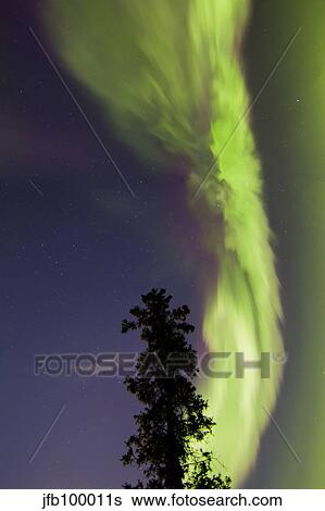 Stock Photograph - Aurora borealis with tree and shooting star, Yukon, Canada.. Fotosearch