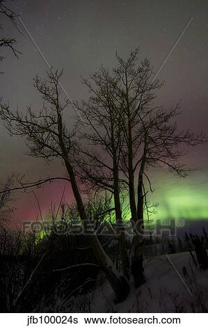 Aurora borealis with tree, Twin Lakes, Yukon, Canada. View Large Photo Image Stock Photograph - Aurora borealis with tree, Twin Lakes, Yukon, Canada.. Fotosearch