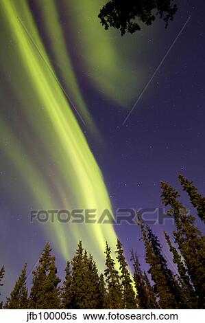 Aurora borealis with trees, Whitehorse, Yukon, Canada. View Large Photo Image Stock Photograph - Aurora borealis with trees, Whitehorse, Yukon, Canada.. Fotosearch