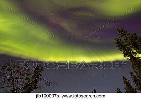 Aurora borealis with trees, Whitehorse, Yukon, Canada. View Large Photo Image Stock Photograph - Aurora borealis with trees, Whitehorse, Yukon, Canada.. Fotosearch