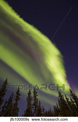Aurora borealis with trees, Whitehorse, Yukon, Canada. View Large Photo Image Stock Photograph - Aurora borealis with trees, Whitehorse, Yukon, Canada.. Fotosearch