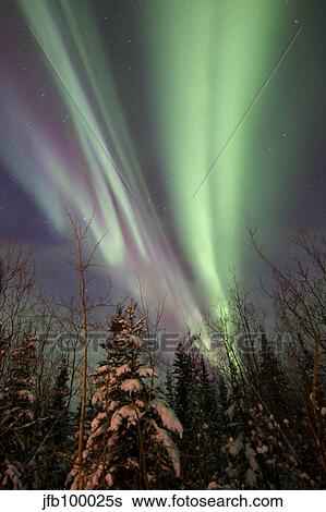 Stock Photograph - Aurora borealis with trees, Whitehorse, Yukon, Canada.. Fotosearch