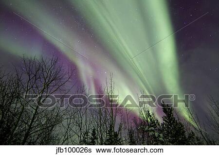 Aurora borealis with trees, Whitehorse, Yukon, Canada. View Large Photo Image Stock Photograph - Aurora borealis with trees, Whitehorse, Yukon, Canada.. Fotosearch