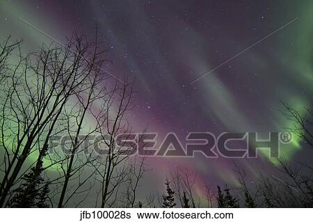 Aurora borealis with trees, Whitehorse, Yukon, Canada. View Large Photo Image Stock Photograph - Aurora borealis with trees, Whitehorse, Yukon, Canada.. Fotosearch