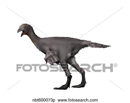 Avimimus dinosaur. View Large Illustration Stock Illustration - Avimimus dinosaur.. Fotosearch