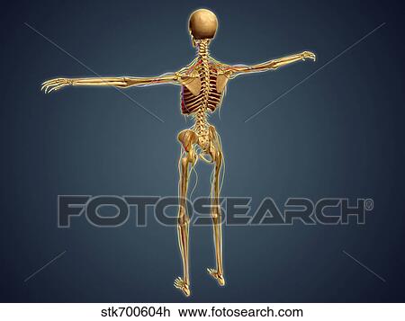 Back view of human skeleton with nervous system, arteries and veins. View Large Illustration Drawing - Back view of human skeleton with nervous system, arteries and veins.. Fotosearch