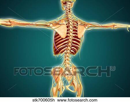 Back view of human skeleton with nervous system, arteries and veins. View Large Illustration Drawing - Back view of human skeleton with nervous system, arteries and veins.. Fotosearch