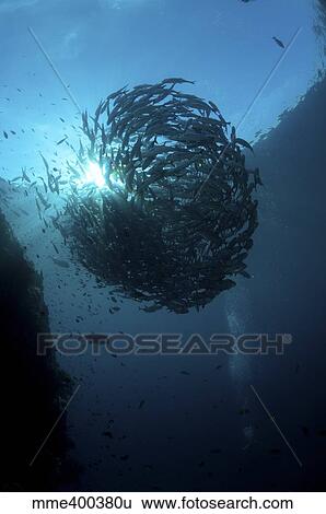Stock Photograph - Ball of trevally on Liberty Wreck with sunburst, Bali, Indonesia.. Fotosearch