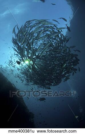 Ball of trevally on Liberty Wreck with sunburst, Bali, Indonesia. View Large Photo Image Stock Photograph - Ball of trevally on Liberty Wreck with sunburst, Bali, Indonesia.. Fotosearch