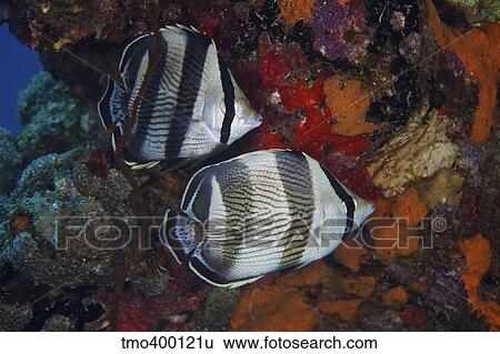 Banded Butterflyfish, Bonaire, Caribbean Netherlands. View Large Photo Image Stock Photograph - Banded Butterflyfish, Bonaire, Caribbean Netherlands.. Fotosearch