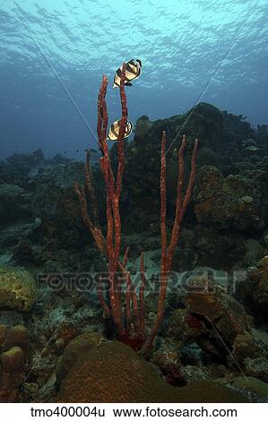 Banded Butterflyfish hover over sea sponges. View Large Photo Image Stock Photograph - Banded Butterflyfish hover over sea sponges.. Fotosearch