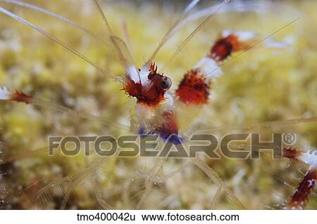 Banded Cleaner Shrimp, Bonaire, Caribbean Netherlands. View Large Photo Image Stock Photograph - Banded Cleaner Shrimp, Bonaire, Caribbean Netherlands.. Fotosearch