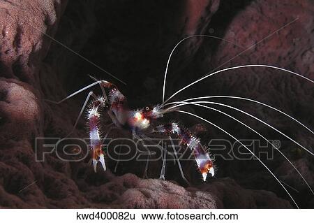 Banded Coral Shrimp on Caribbean reef. View Large Photo Image Stock Photograph - Banded Coral Shrimp on Caribbean reef.. Fotosearch