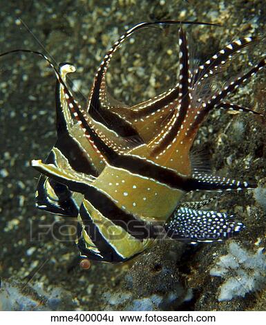 Banggai cardinalfish with egg, North Sulawesi, Indonesia. View Large Photo Image Stock Photograph - Banggai cardinalfish with egg, North Sulawesi, Indonesia.. Fotosearch