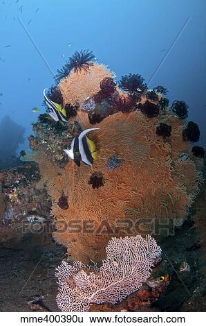 Bannerfish on a brown sea fan with crinoid stars, Bali, Indonesia. View Large Photo Image Stock Photograph - Bannerfish on a brown sea fan with crinoid stars, Bali, Indonesia.. Fotosearch
