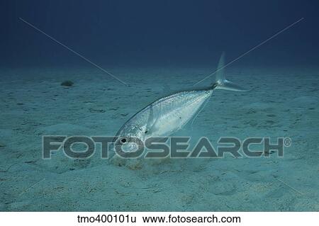 Bar Jack Feeding in the shallow waters off the coast of Bonaire. View Large Photo Image Stock Photograph - Bar Jack Feeding in the shallow waters off the coast of Bonaire.. Fotosearch