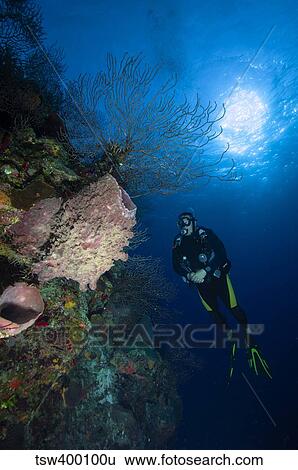 Barrel sponge and diver, Belize. View Large Photo Image Stock Photograph - Barrel sponge and diver, Belize.. Fotosearch