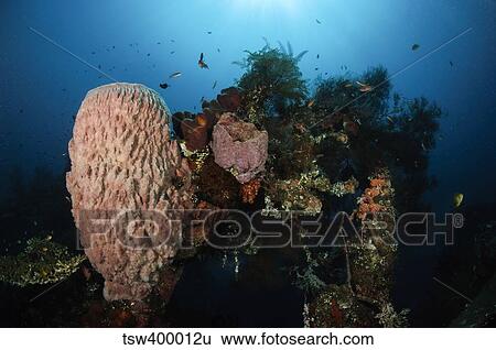 Barrel sponge on Liberty Wreck, Bali, Indonesia. View Large Photo Image Stock Photograph - Barrel sponge on Liberty Wreck, Bali, Indonesia.. Fotosearch