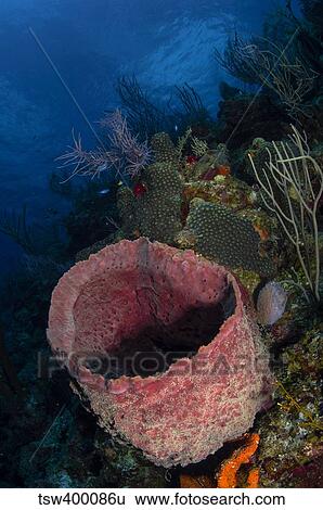 Stock Photograph - Barrel sponge seascape, Belize.. Fotosearch