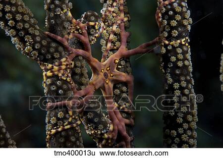 Basket Star feeding at night, Bonaire, Caribbean Netherlands. View Large Photo Image Stock Photograph - Basket Star feeding at night, Bonaire, Caribbean Netherlands.. Fotosearch