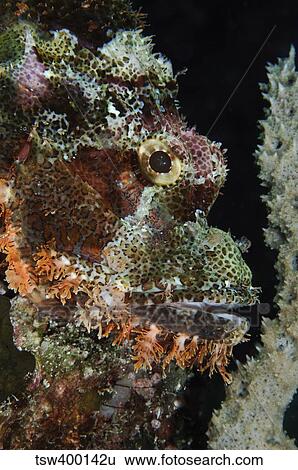 Bearded Scorpionfish, Indonesia. View Large Photo Image Stock Photograph - Bearded Scorpionfish, Indonesia.. Fotosearch