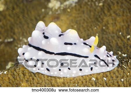 Beautiful nudibranch on coral, Papua New Guinea. View Large Photo Image Stock Photograph - Beautiful nudibranch on coral, Papua New Guinea.. Fotosearch