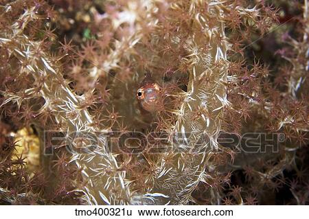 Beautiful soft coral, Papua New Guinea. View Large Photo Image Stock Photograph - Beautiful soft coral, Papua New Guinea.. Fotosearch