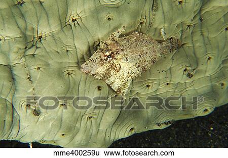 Stock Photograph - Beige juvenile filefish hiding against a greenish sea cucumber.. Fotosearch