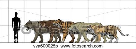 Big felines size chart. View Large Illustration Stock Illustration - Big felines size chart.. Fotosearch