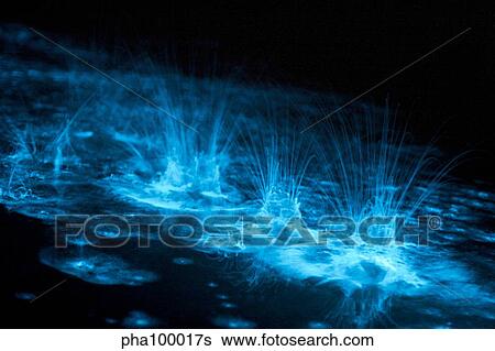 Bioluminescence splashes in the Gippsland Lakes, Victoria, Australia. View Large Photo Image Stock Photograph - Bioluminescence splashes in the Gippsland Lakes, Victoria, Australia.. Fotosearch